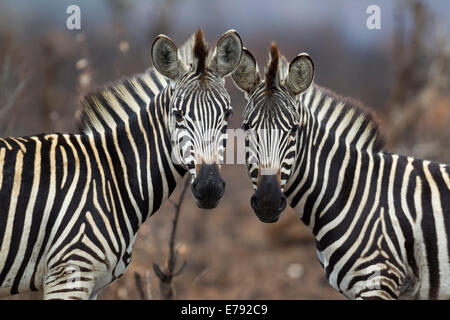 Zwei Burchell-Zebras (Equus Quagga Burchelli), Krüger Nationalpark, Südafrika Stockfoto