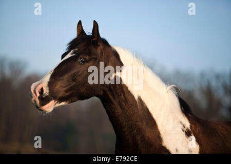 Paint Horse, braun Tobiano, Wallach Stockfoto