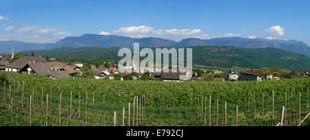 Reben, Kaltern, Wein Route, Südtirol, Italien Stockfoto