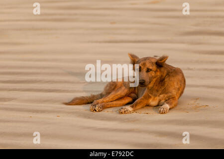 Wilde Hund am Strand, Ngapali Beach, Thandwe, Burma liegen Stockfoto