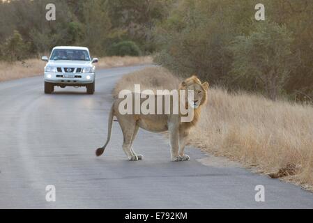 Gelbe Mähne männlicher Löwe in Straße, touristische Fahrzeug im Hintergrund. Kruger Park, Südafrika. Stockfoto