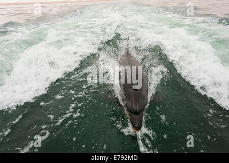 Der Große Tümmler (Tursiops Truncatus) in Walvis Bay, Region Erongo, Namibia Stockfoto