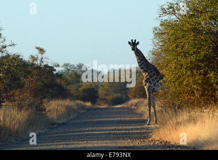 Giraffe am Rand der Feldweg, gegen blauen Himmel abhebt. Am frühen Morgen erschossen. Krüger-Nationalpark, Winter-Szene. Stockfoto