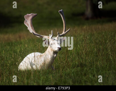 Damwild (Dama Dama) Stockfoto