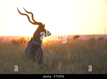 Überwältigendes Bild größer Kudu Stier mit Hörnern gegen Skyline im goldenen Sonnenlicht und Rasen. Kruger National Park, Südafrika Stockfoto