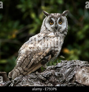 Lange Eared Owl (Asio Otus, zuvor Strix Otus). Keine wilde Eule Stockfoto