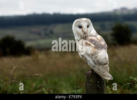 Schleiereule am Zaun. (Keine wilde Eule) Stockfoto