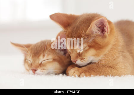 Hauskatzen Stockfoto