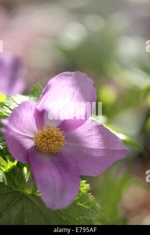 Japanische Holz Mohn Stockfoto