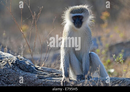 Vervet Affen am Baumstamm entspannen. Kruger National Park, Südafrika Stockfoto