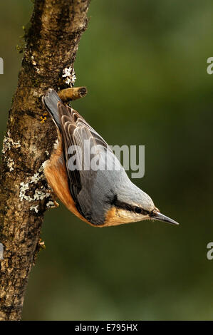 Portarit von eurasische Kleiber Sitta Europaea, in seiner typischen Pose thront auf einem Ast. Stockfoto