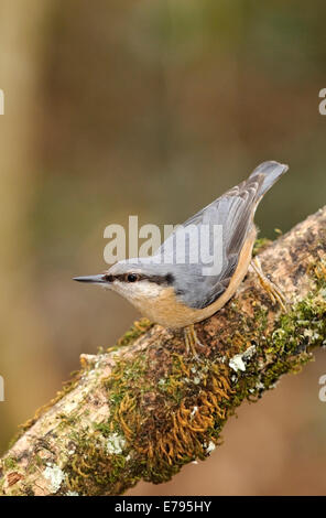 Portarit von eurasische Kleiber Sitta Europaea, in seiner typischen Pose thront auf einem Ast. Stockfoto