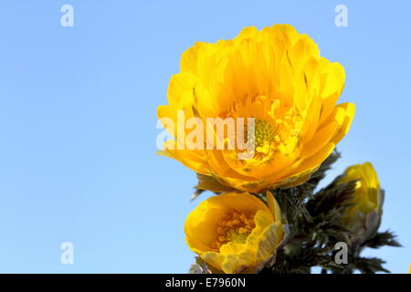 Adonis Stockfoto