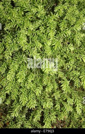 Schwanenhals-Thymian-Moss Mnium hornum Stockfoto