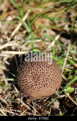 Altrosa Puffball Lycoperdon hier Stockfoto