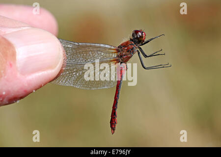 Eine männliche Ruddy Darter Sympetrum Sanguineum als Held durch die Flügel von A Naturalist Stockfoto