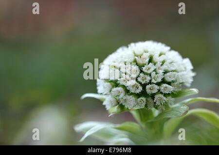 Moor-Rhabarber Stockfoto