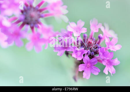 Blume Blüte Blick von oben Stockfoto