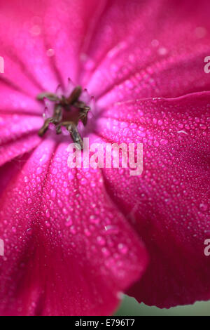 Rose Campion, Rosa Krone, Königskerze Pink (Lychnis Coronaria, Silene Coronaria) Caryophyllaceae, close-up, Makro. Stockfoto