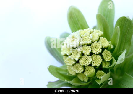 Moor-Rhabarber Stockfoto