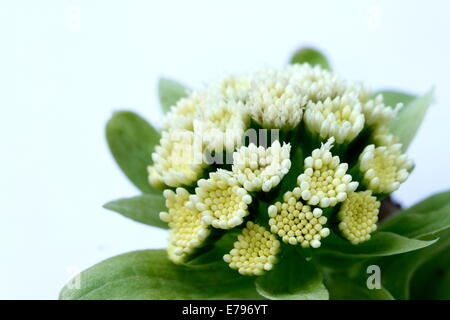 Moor-Rhabarber Stockfoto