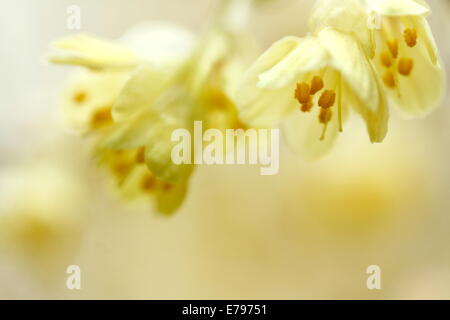 Winter-Hazel Stockfoto