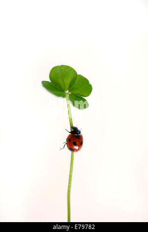 Marienkäfer auf Kleeblatt Stockfoto