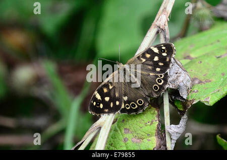 Einem gesprenkelten Holz Schmetterling in Ruhe UK Stockfoto