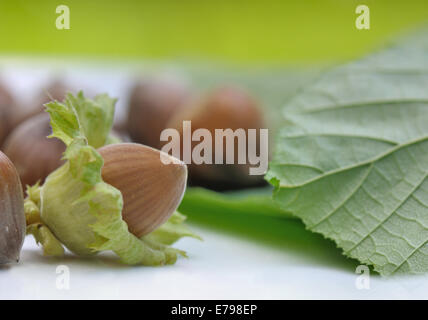 frische Haselnüsse auf grünem Laub Hintergrund Stockfoto