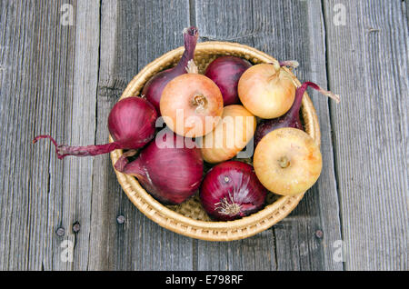 rote und goldene Zwiebel Zwiebeln in Wicker Platte auf alten Holztisch im Garten Stockfoto