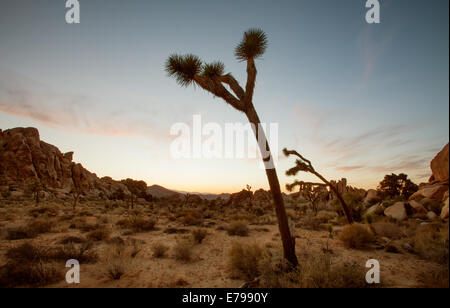 Blick auf die Felsen und Bäume in Joshua Tree Nationalpark Stockfoto