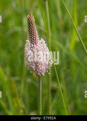 Hoary Wegerich (Plantago Media) Stockfoto