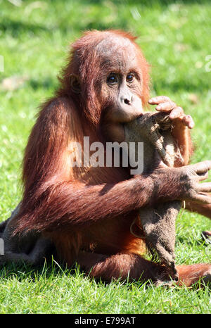 Junger Orang-Utan in der Sonne spielen Stockfoto