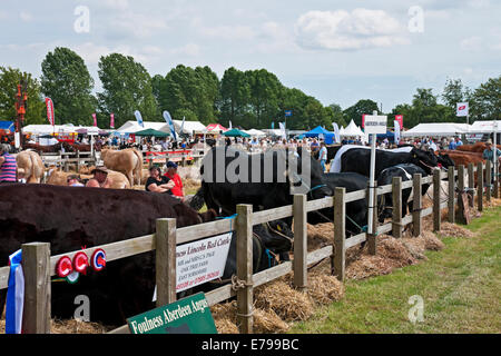 Aberdeen Angus Rinderkühe auf der Driffield Agricultural Show im Sommer East Yorkshire England Großbritannien GB Großbritannien Stockfoto