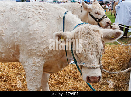 Nahaufnahme von Charolais Kuhkühen bei Driffield Agricultural Show im Sommer East Yorkshire England Großbritannien GB Großbritannien Stockfoto