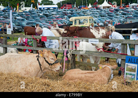 Britische blonde Kuh Kühe und Kalb auf der Ryedale Country Show Im Sommer Kirkbymoorside North Yorkshire England Großbritannien Grossbritannien Grossbritannien Großbritannien GB Stockfoto