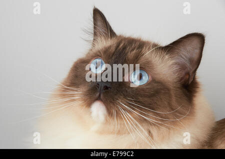 Ragdoll Katze Stockfoto