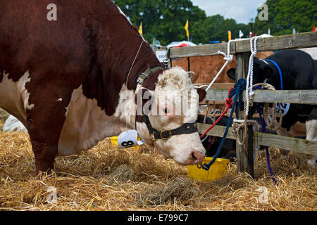 Nahaufnahme von Hereford Bull Großtiervieh bei der Ryedale Country Show im Sommer Kirkbymoorside North Yorkshire England Großbritannien Großbritannien Großbritannien GB Stockfoto