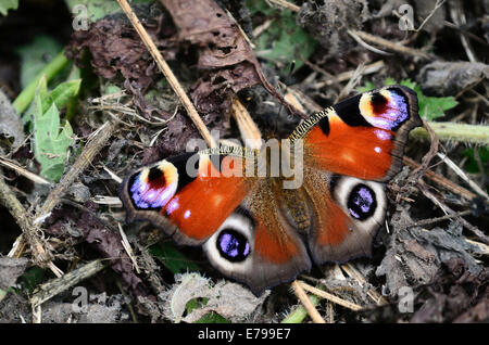 Ein Tagpfauenauge in Ruhe UK Stockfoto