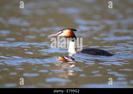 Eine große crested Grebe schwimmen UK Stockfoto