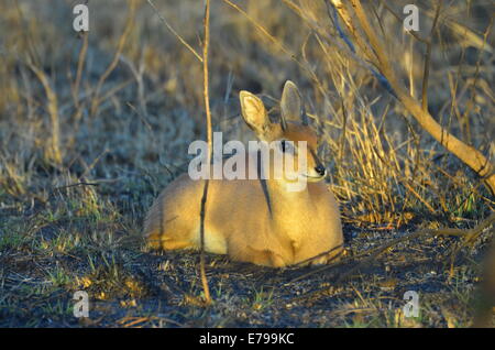 Steenbokkie ruht in verbranntem Rasen bei Sonnenuntergang, Krüger Nationalpark, Südafrika Stockfoto