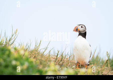 Papageitaucher (Fratercula Arctica) an eine Brutkolonie. Farne Inseln. Northumberland. VEREINIGTES KÖNIGREICH. Stockfoto