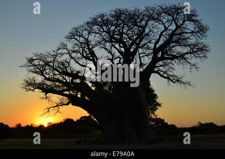 Baobab-Baum Silhouette gegen Sonnenuntergang, Limpopo, Südafrika Stockfoto