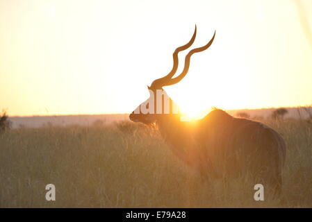 Kudu Bull bei Sonnenaufgang, Kruger Park, Südafrika. Stockfoto