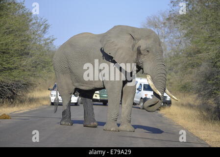 Elefantenbullen in Musth--sehen nasse Beine und Flüssigkeit tropft aus Schläfe – das macht sie sehr aggressiv. Kruger Park. Stockfoto
