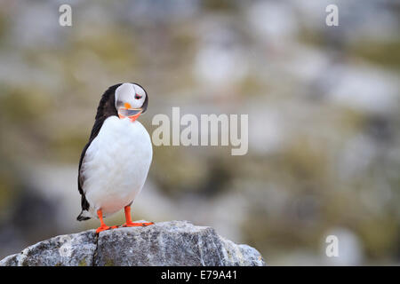 Papageitaucher (Fratercula Arctica) thront auf Küstenfelsen. Farne Inseln. Northumberland. VEREINIGTES KÖNIGREICH. Stockfoto