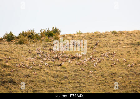 Gänsegeier (abgeschottet Fulvus) strömen auf Boden Fütterung warten. Provinz Lleida. Katalonien. Spanien. Stockfoto