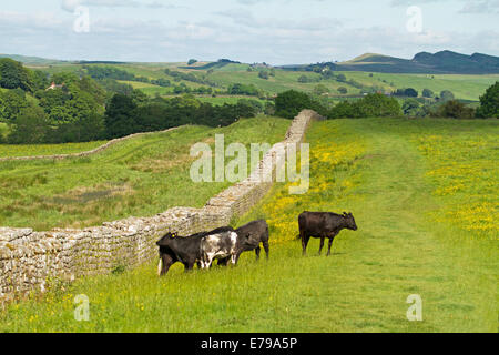 Der Hadrianswall in Birdoswald mit Vieh Weiden in der Nähe, stretching über Smaragd Felder mit Wildblumen zu entfernten Hügeln in England Stockfoto