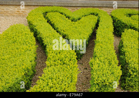 Box Hedge (Buxus sempervirens) in der Form eines Herzens in einer Knott Garten abgeschnitten in den Cotswolds, Gloucestershire, England, Großbritannien Stockfoto