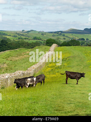 Der Hadrianswall in Birdoswald mit Vieh Weiden in der Nähe, stretching über Smaragd Felder mit Wildblumen zu entfernten Hügeln in England Stockfoto